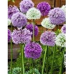 Allium Mix 15-pack