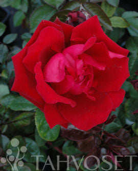 Storblommig rabattros Rosa &