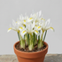 Iris White Magic 8-pack