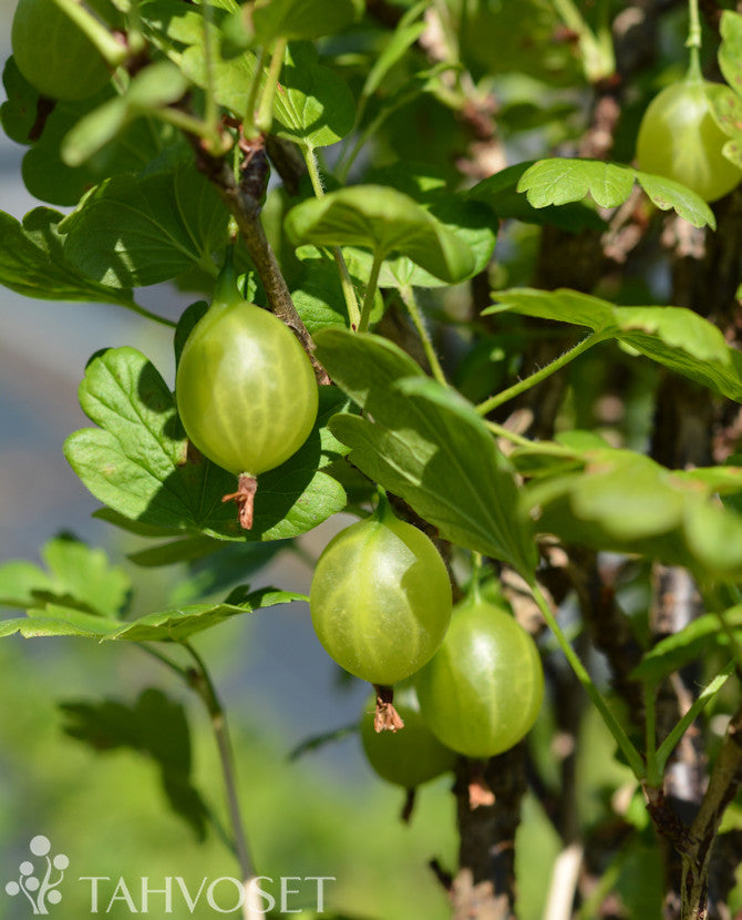 Krusbär &