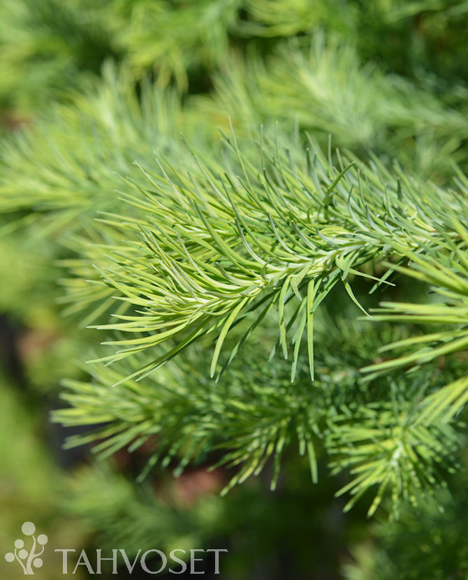 Japansk lärk Larix kaempferi 100-125 cm, container