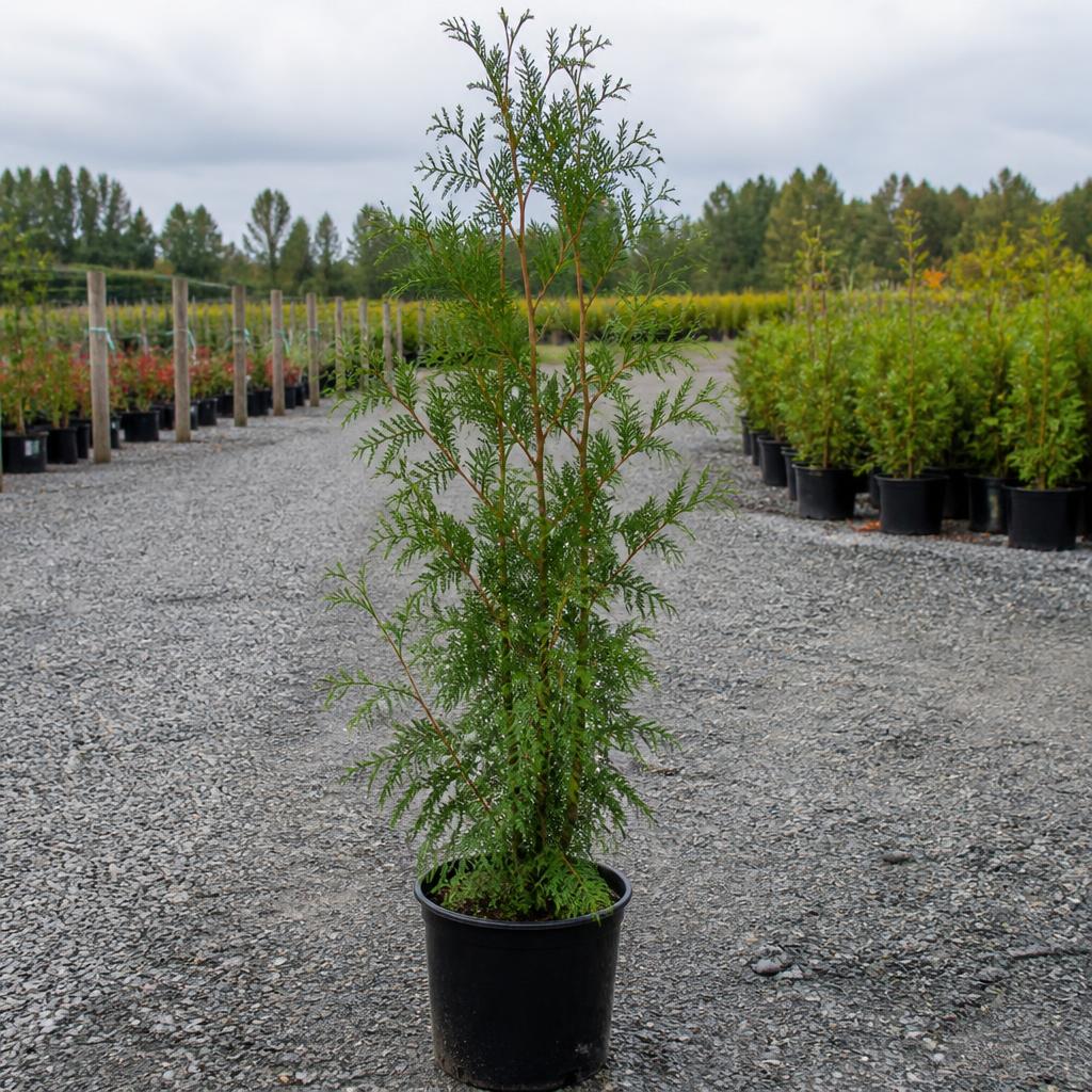 Jättetuja krukodlad 160-200 cm i outlet-kvalitet
