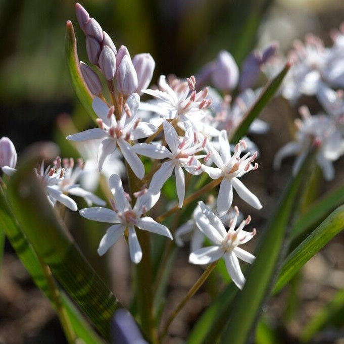 Tidig blåstjärna-Scilla bifolia &