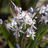 Tidig blåstjärna-Scilla bifolia &