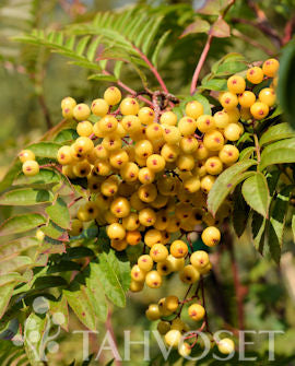 Sorbus &