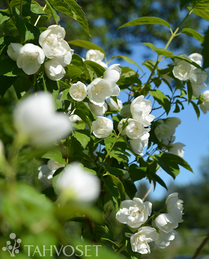 Kameliaschersmin Philadelphus x virginalis, 3 liters kruka