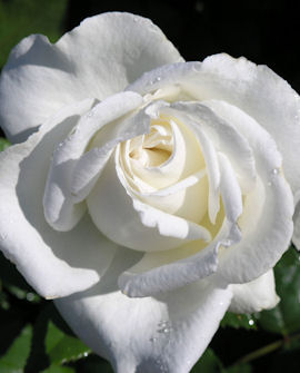 Storblommig rabattros &
