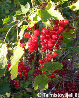Röda vinbär &