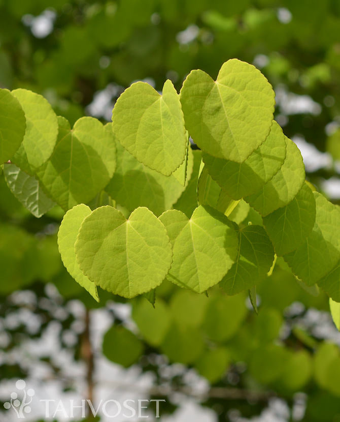 Katsura (Cercidiphyllum japonicum) flerstammig 150–250 cm, containerodlad