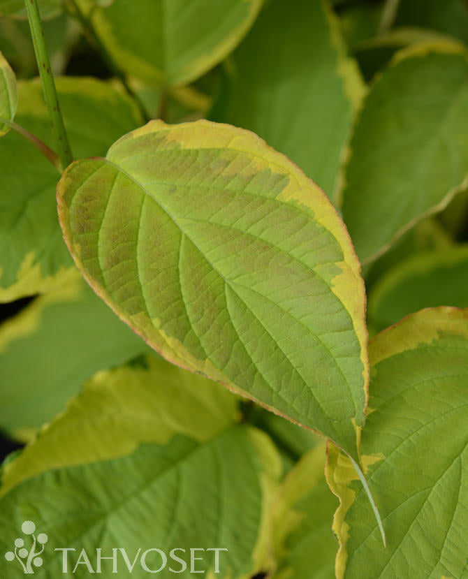 Gulbrokig kornell Cornus alba &