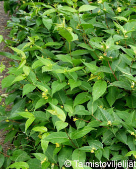 Kanadensisk diervilla &