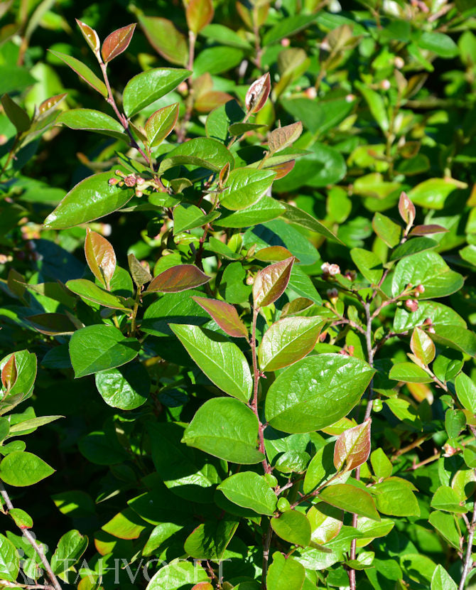 Häckoxbär Cotoneaster lucidus, 3 liters kruka