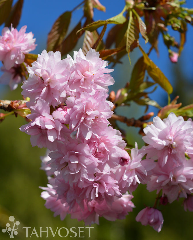 Japanskt hängkörsbär Prunus serrulata &