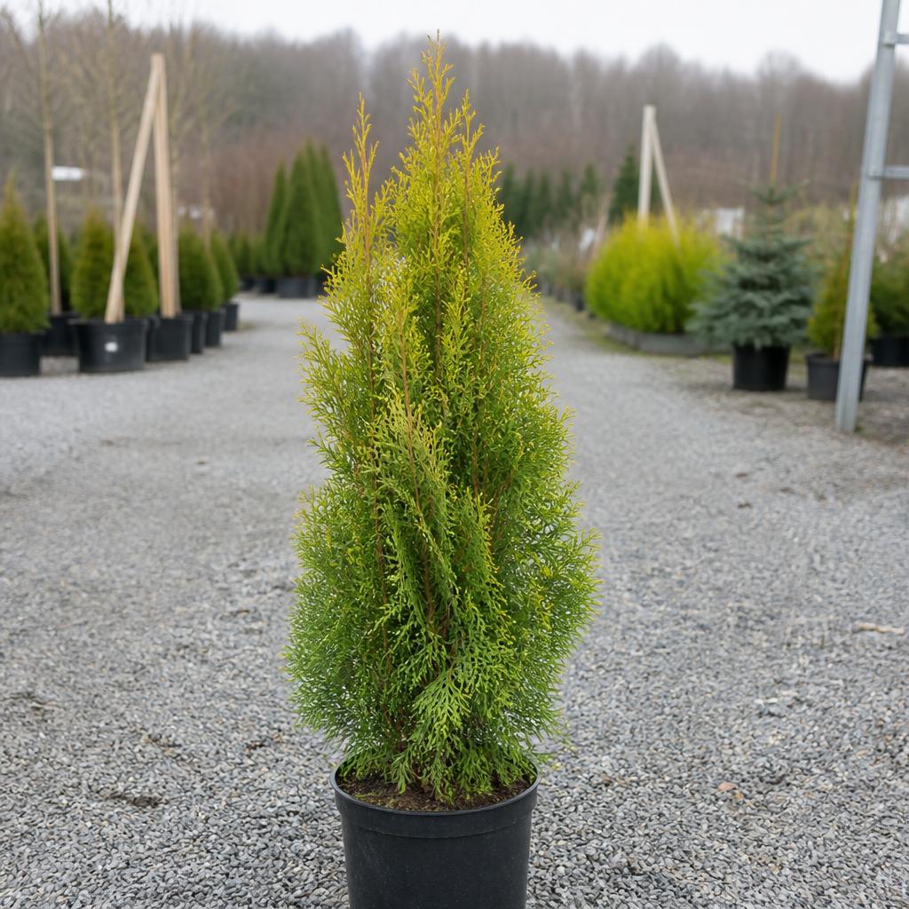 Thuja King of Brabant krukodlad 40-80 cm i outlet-kvalitet