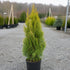 Thuja King of Brabant krukodlad 40-80 cm i outlet-kvalitet