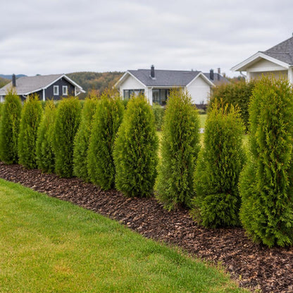 Nyplanterad Thuja King of Brabant-häck i svensk villaträdgård
