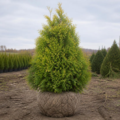 Thuja King of Brabant rotklump 160-200 cm i outlet-kvalitet