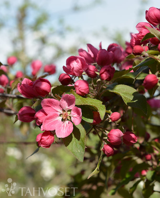 Purpurapel Malus &