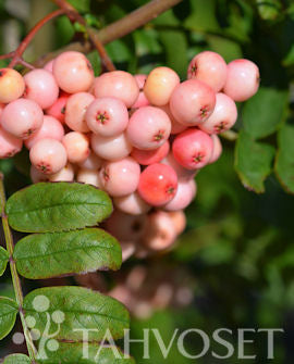 Arnoldrönn Sorbus x arnoldiana &