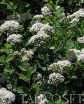Björkspirea Spiraea betulifolia, Jumbo 7,5 liters kruka