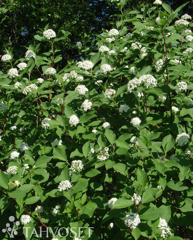 Korallkornell Cornus alba &