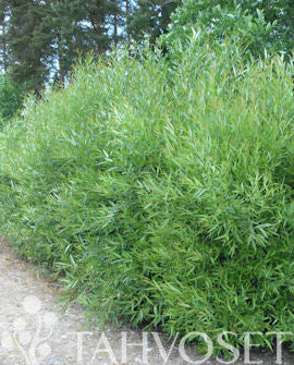 Korgvide (Salix viminalis) – 3 liters kruka