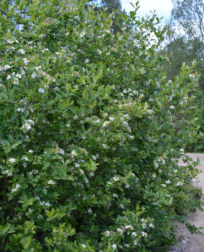 Slånbärsaronia Aronia x prunifolia Jumbo, 7,5 liters kruka