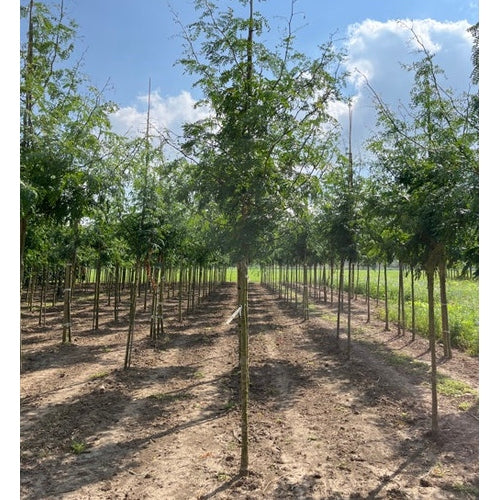 Korstörne - Gleditsia triacanthos 'Skyline'  - Stammens omkrets 18-20 cm, höjd 4 +/- meter,   HS,