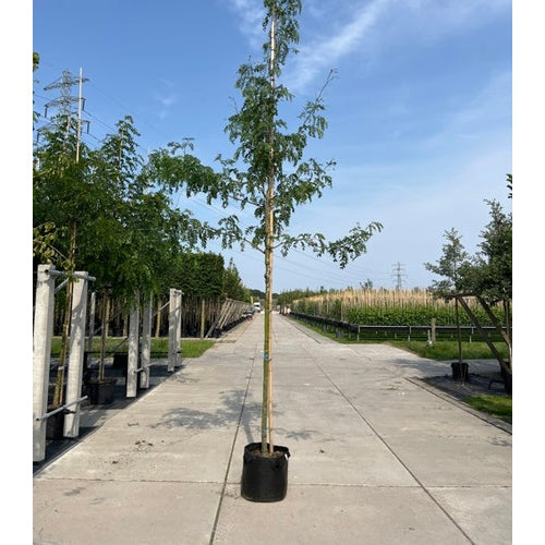 Korstörne - Gleditsia triacanthos 'Street Keeper'  - Stammens omkrets 14-16 cm, höjd 3,5-4 meter,   HS,