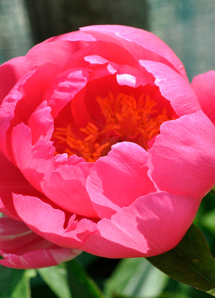 Pion-Paeonia Cytherea 1-pack