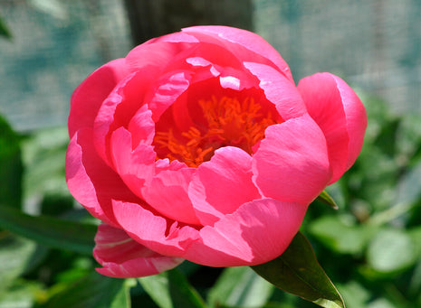 Paeonia Cytherea (Nyhet) 1er-Pack