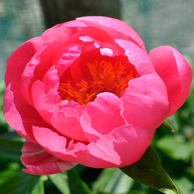 Pion-Paeonia Cytherea 1-pack