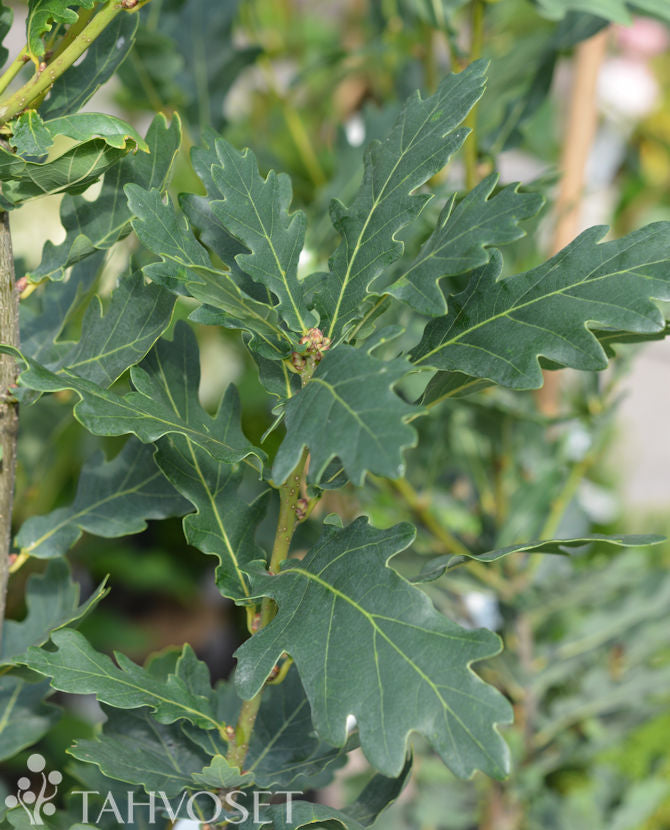 Pelarek Quercus robur &