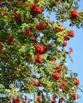 Rönn (Sorbus aucuparia), flerstammig, 7,5 liters kruka