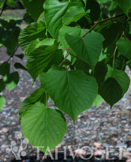 Krimlind (Tilia x euchlora) 150-250 cm, containerodlad