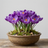 Krokus Remmenbrance 10-pack