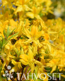 Gentazalea &