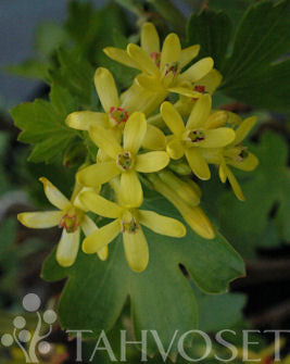 Guldvinbär (Ribes aureum) 3 liters kruka