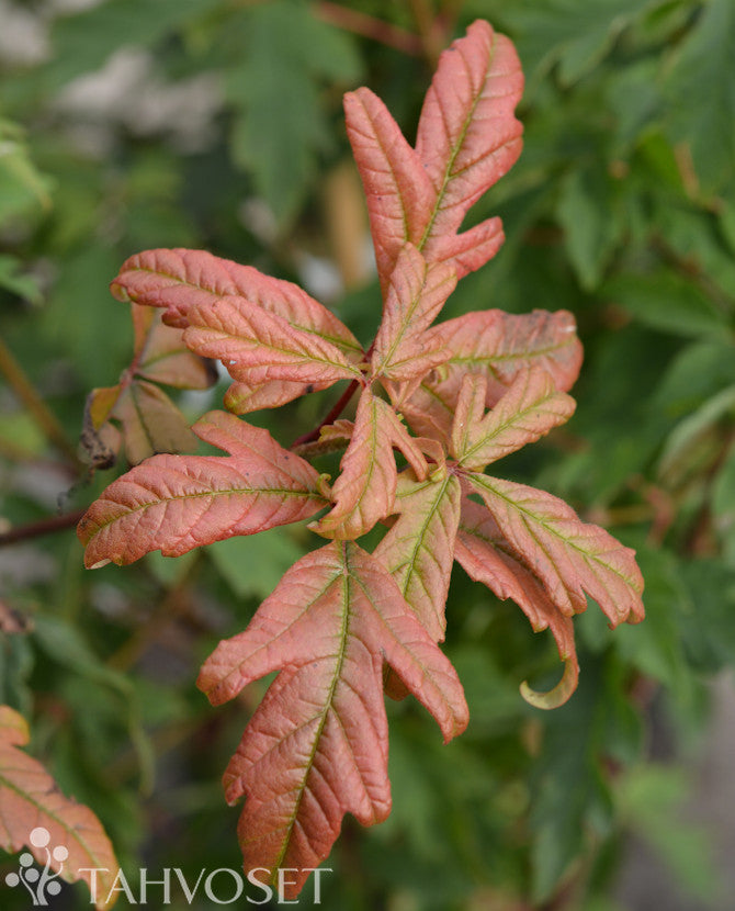 Kopparlönn flerstammig (Acer griseum) 60-80 cm, containerodlad