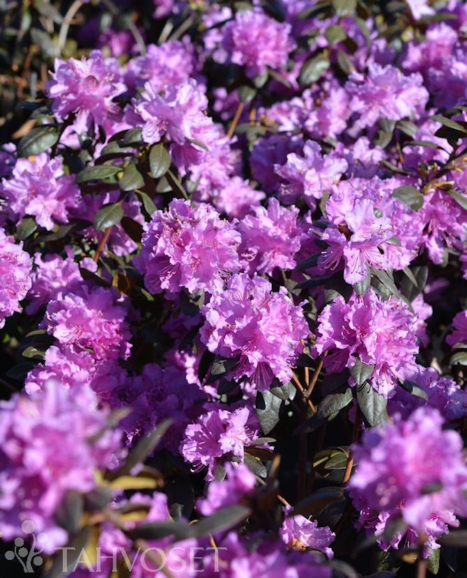 Rhododendron dauricum &