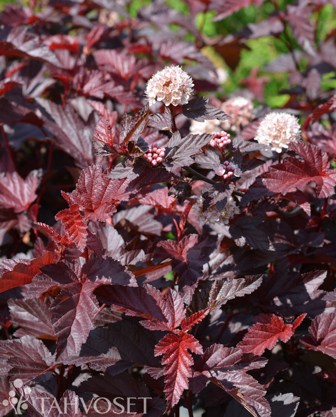 Rödbladig smällspirea &