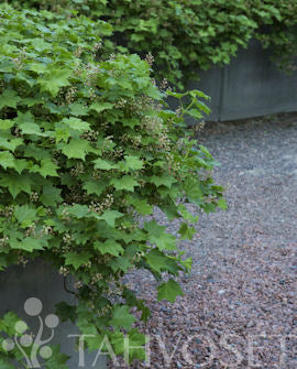 Krypvinbär Ribes glandulosum, 2 liters kruka