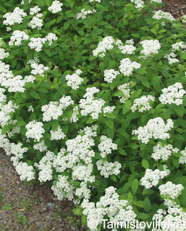 Krypspirea Spiraea decumbens, 2 liters kruka