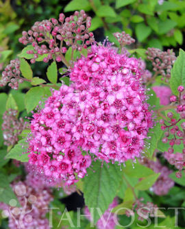 Mörk rosenspirea &