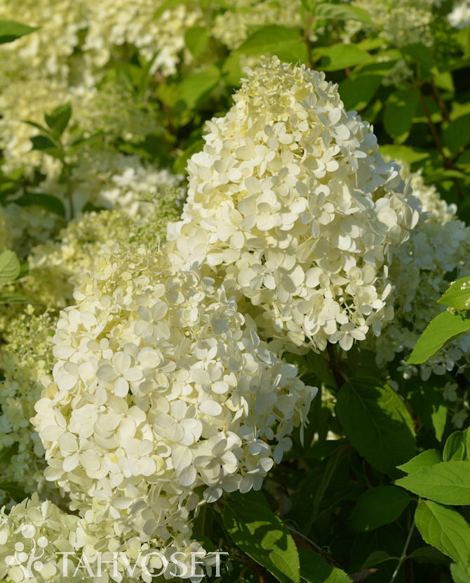 Vipphortensia &