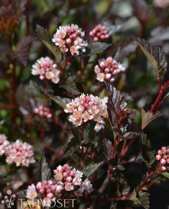 Smällspirea &