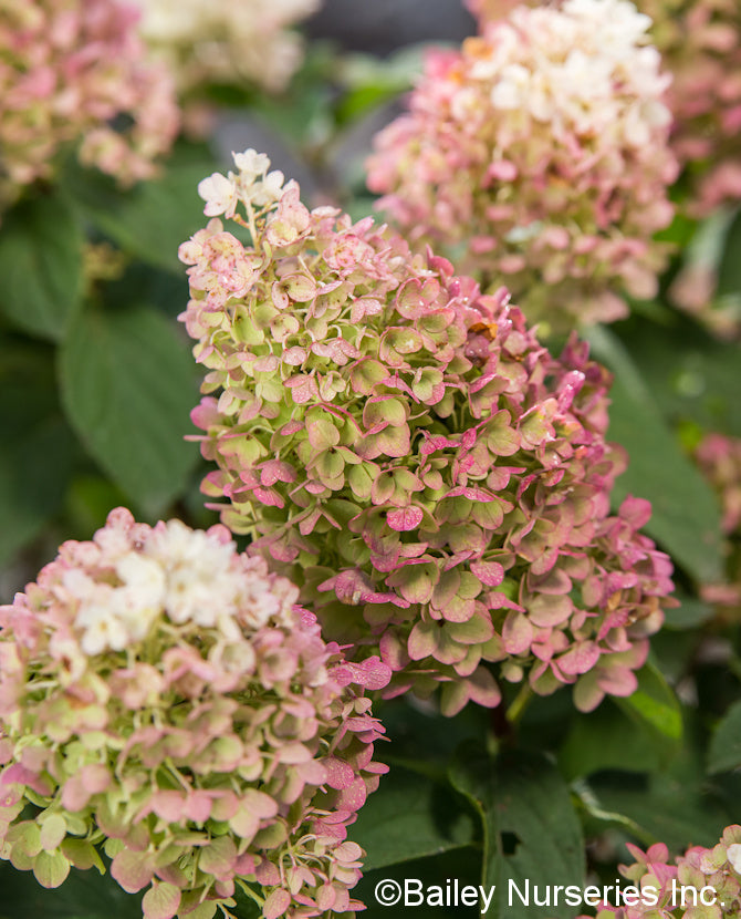 Vipphortensia &