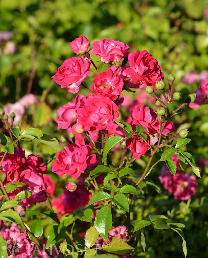 Rosa &