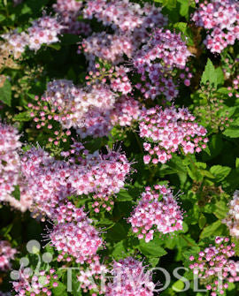 Japansk spirea Spiraea japonica &