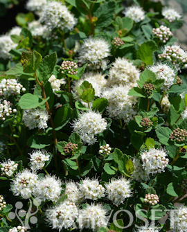 Fjällspirea &